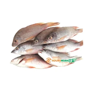 Fresh Small Red Snapper Fish 1kg